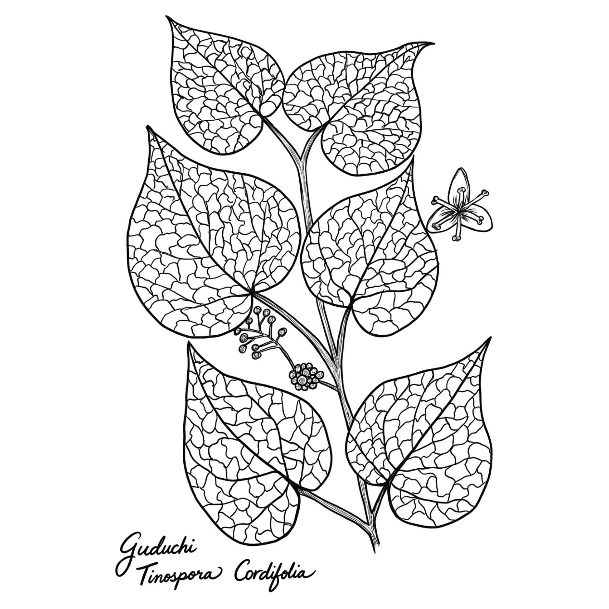 Botanical illustration of Guduchi (Tinospora cordifolia)