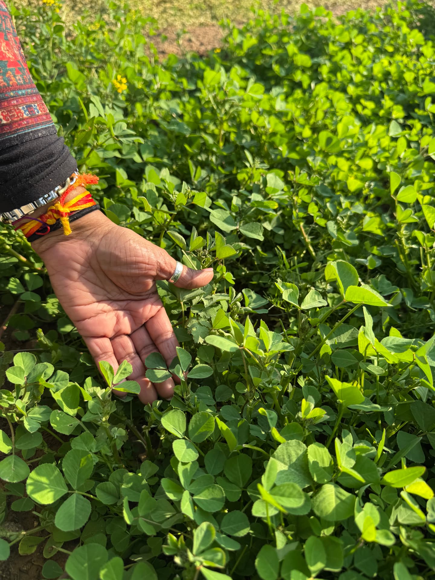 Hand resting in a field of fresh methi (fenugreek)