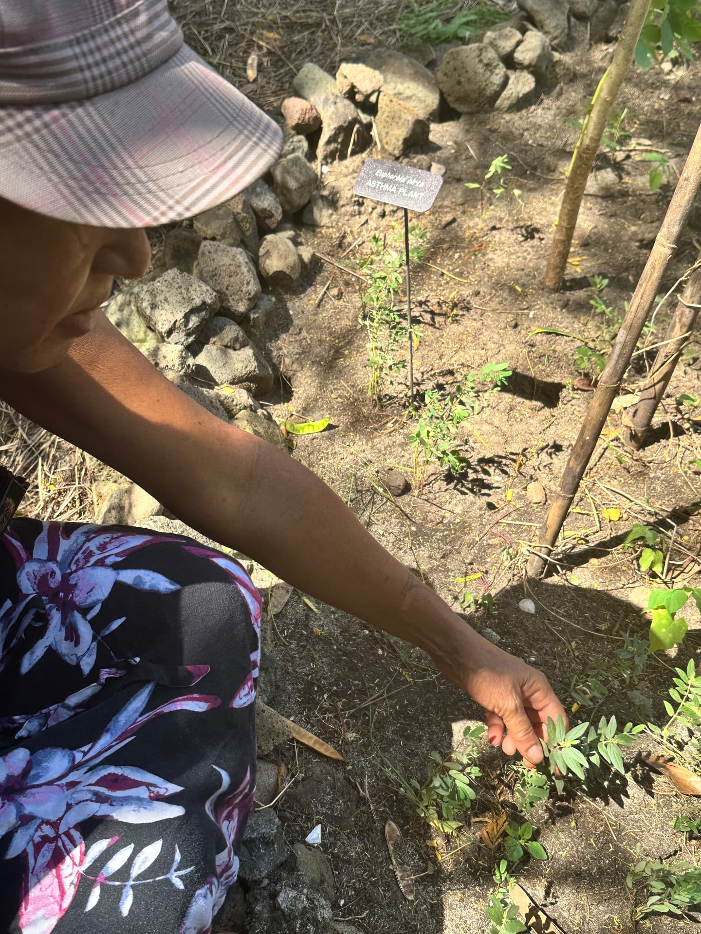 An elder pointing out the asthma plant, Euphorbia hirta, in the medicinal garden