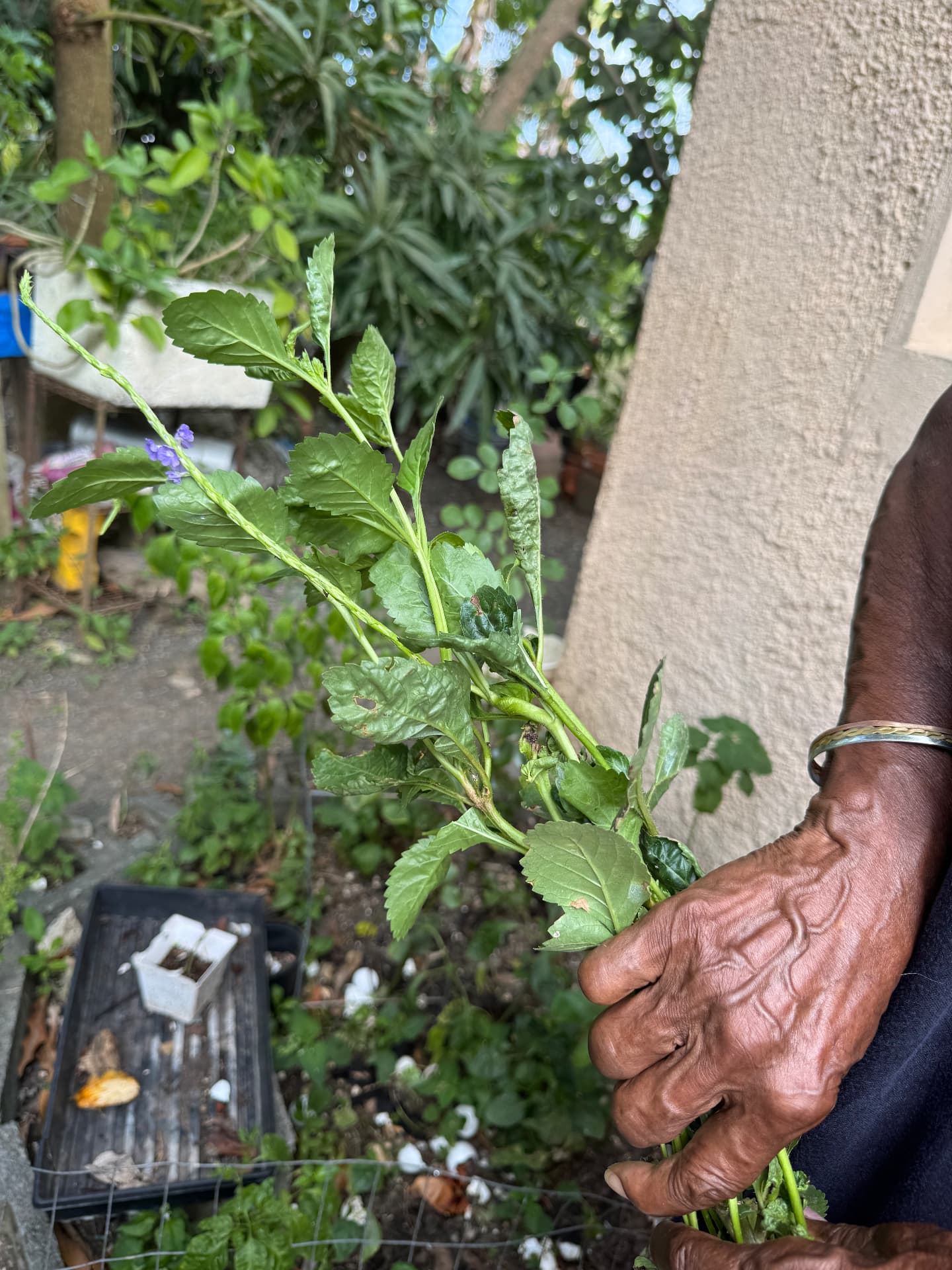 An elder's hand holding freshly cut Caribbean herbs in the garden