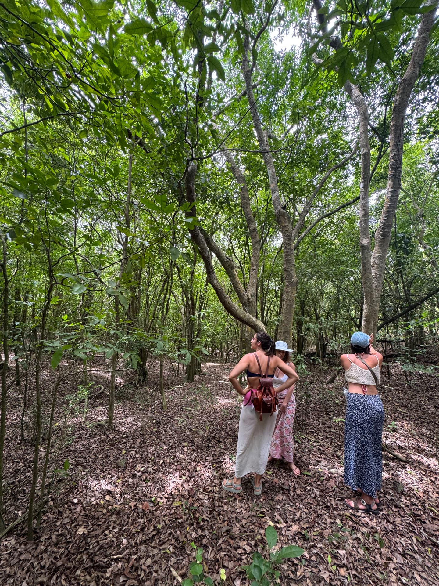 Students identifying trees in the forest