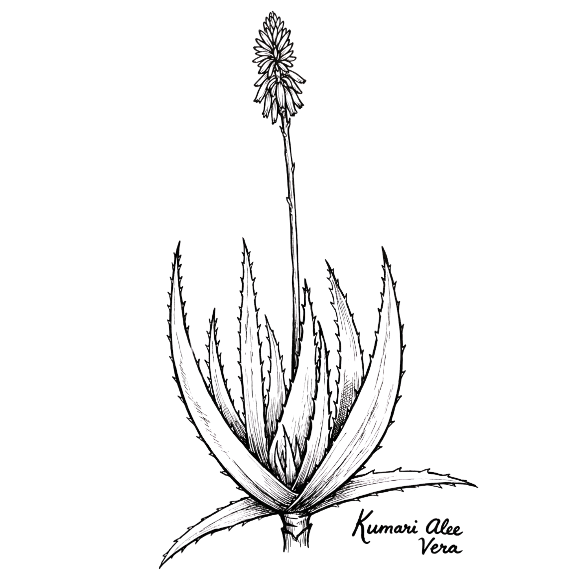 Botanical illustration of Kumari (Aloe vera)