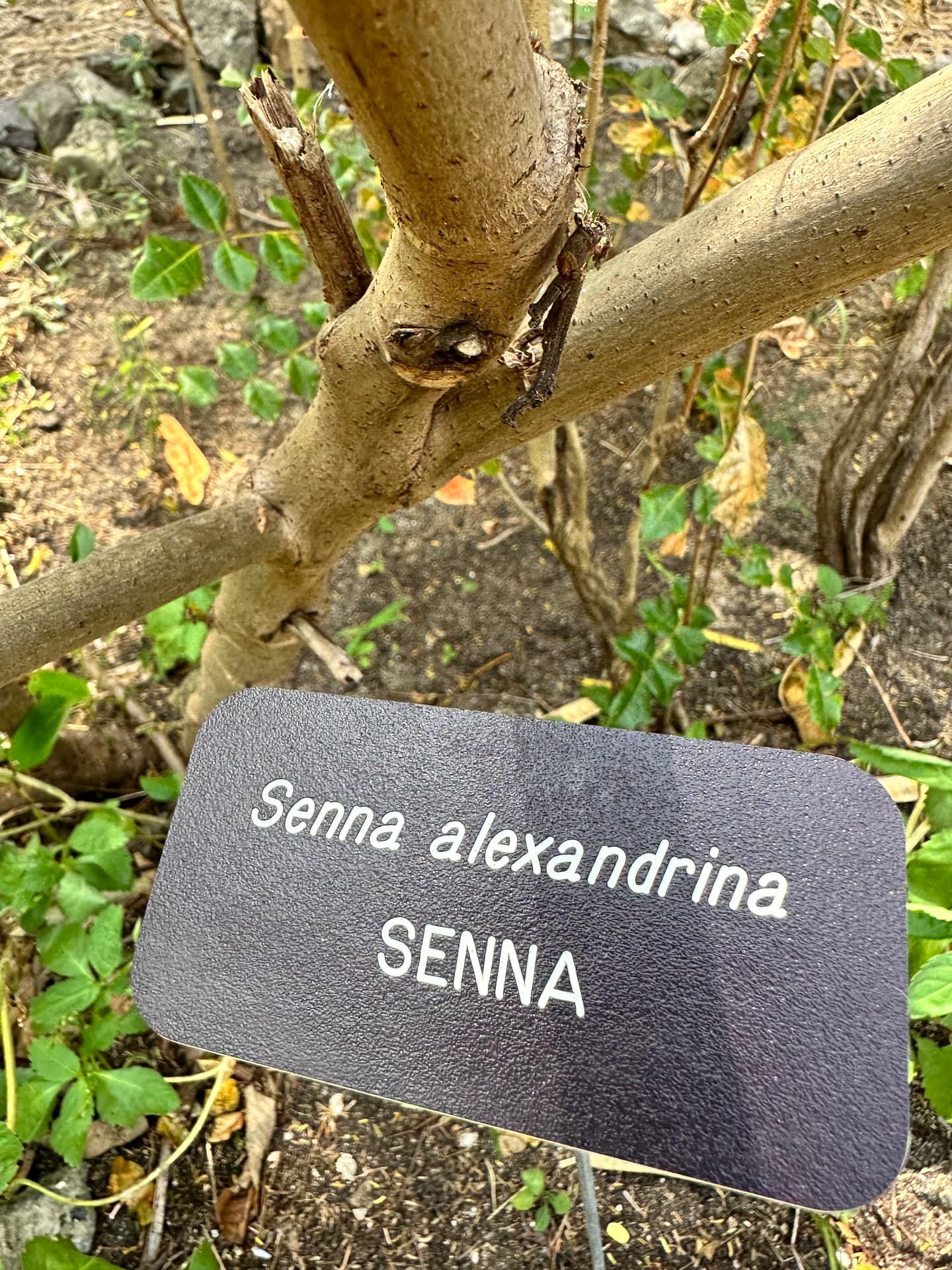 Senna alexandrina labelled with its botanical name in the teaching garden