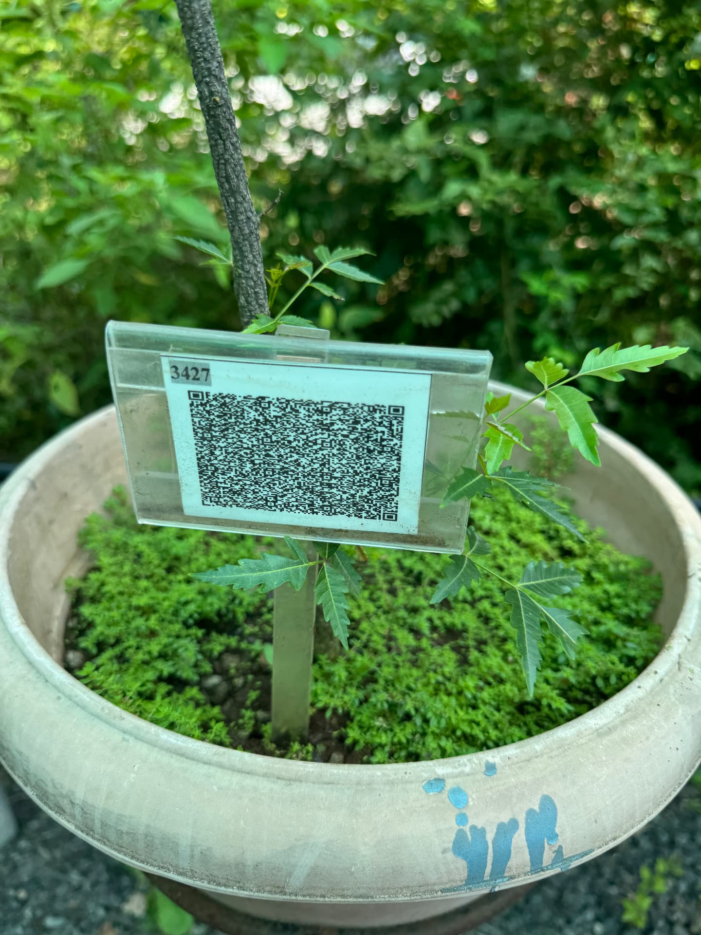 Labelled neem sapling in a botanical garden collection