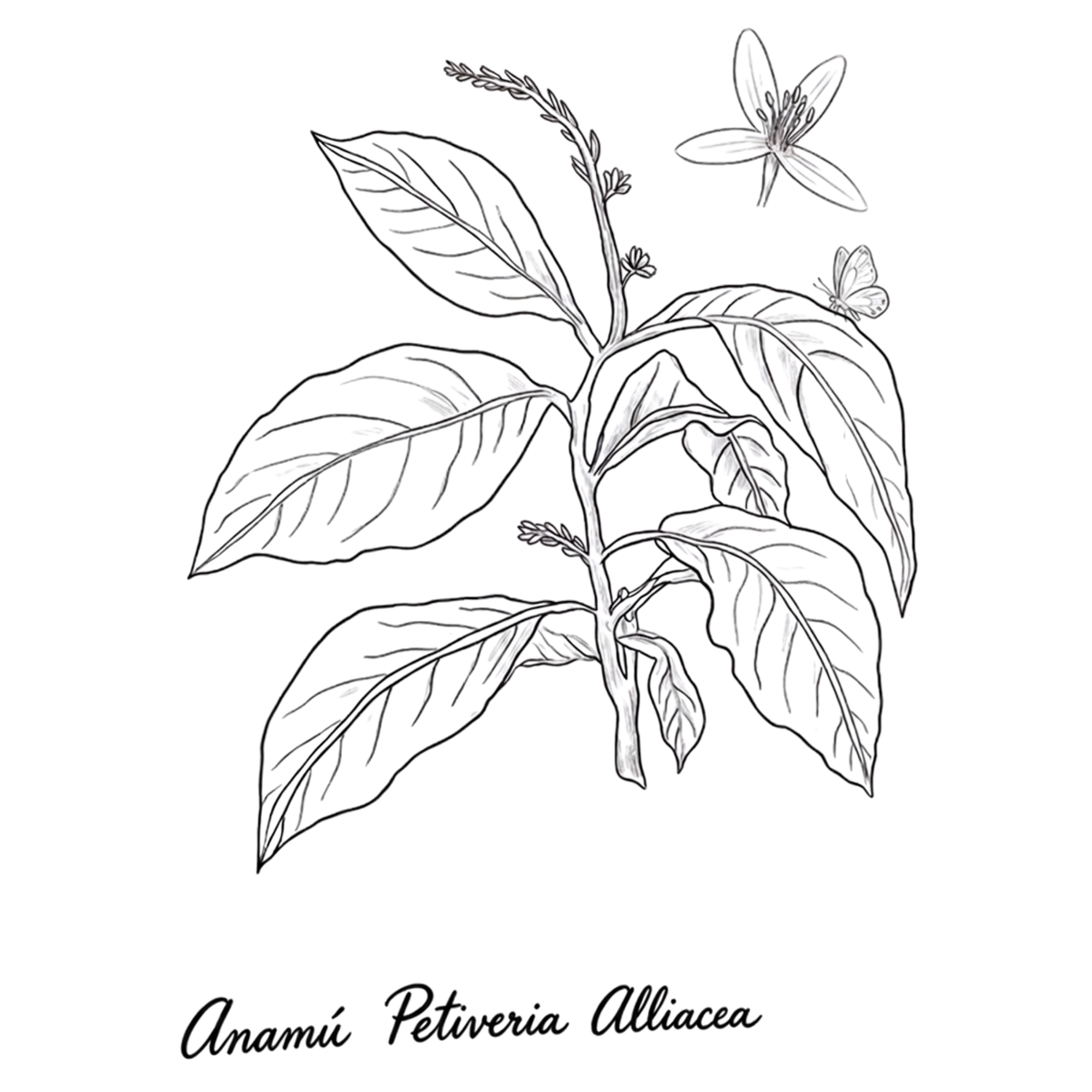 Botanical illustration of Anamú (Petiveria alliacea)